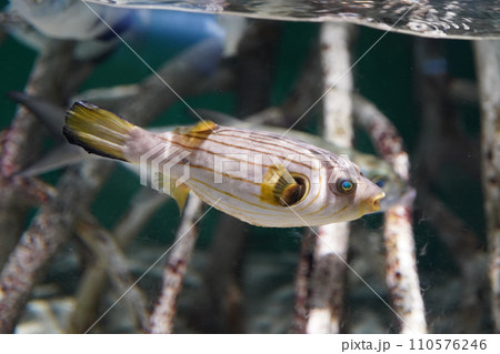 スジモヨウフグ スジモヨウフグ 110576246