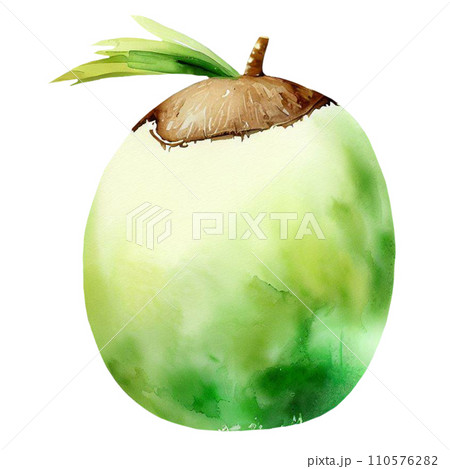 Coconut  110576282