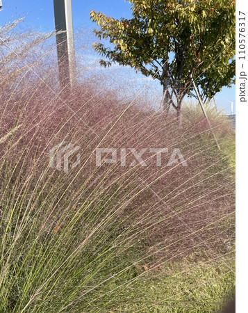 ミューリーグラス（ミューレンベルギア・カピラリス） 110576317