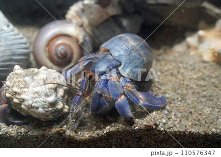 ムラサキオカヤドカリ ムラサキオカヤドカリ 110576347