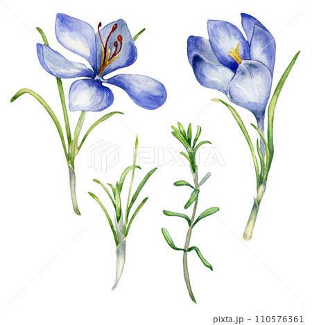 Watercolor illustration set of saffron spice isolated on white background. Flowers of crocus sativus botanical art hand drawn. Painted spring purple flower. Design element for label, package, postcard 110576361