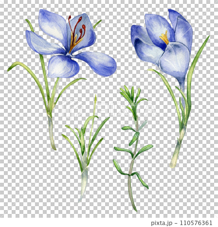 Watercolor illustration set of saffron spice isolated on white background. Flowers of crocus sativus botanical art hand drawn. Painted spring purple flower. Design element for label, package, postcard 110576361