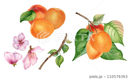 Watercolor set of fresh various fruits and apricots on tree branch isolated on white. Illustration of orange fruits hand drawn. Flower of apricot tree and branch drawn. Elements for package, label Watercolor set of fresh various fruits and apricots on tree branch isolated on white. Illustration of orange fruits hand drawn. Flower of apricot tree and branch drawn. Elements for package, label 110576363