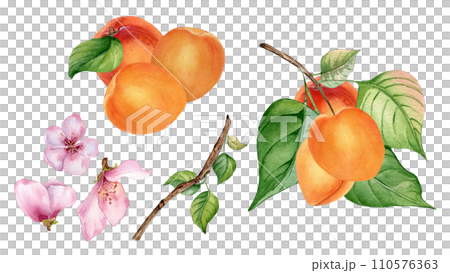 Watercolor set of fresh various fruits and apricots on tree branch isolated on white. Illustration of orange fruits hand drawn. Flower of apricot tree and branch drawn. Elements for package, label 110576363