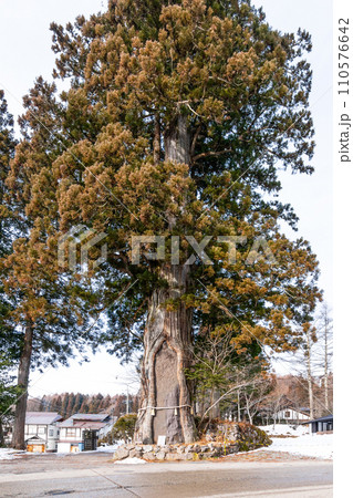 戸隠の三本杉（戸隠神社・中社） 110576642