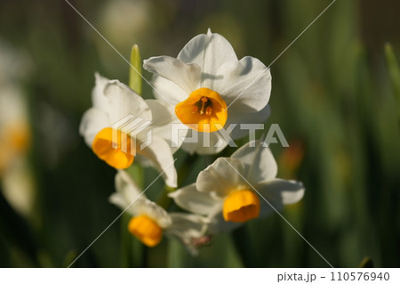 輝く水仙 輝く水仙 110576940
