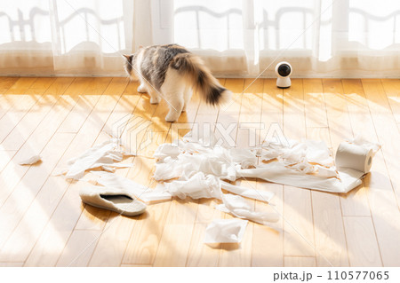 トイレットペーパーでいたずらをする猫 110577065