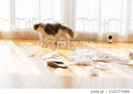 トイレットペーパーでいたずらをする猫 110577066