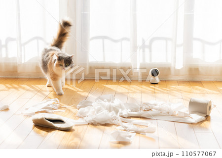 トイレットペーパーでいたずらをする猫 110577067