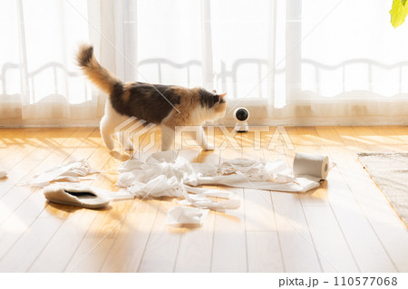 トイレットペーパーでいたずらをする猫 110577068