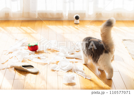 トイレットペーパーでいたずらをする猫 110577071