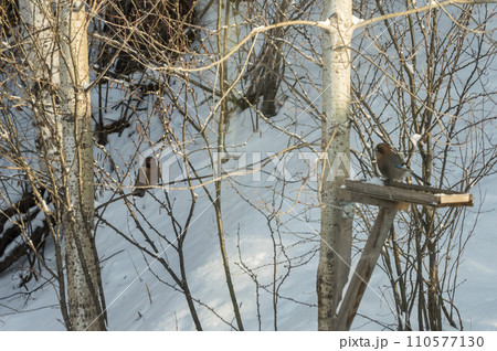 Photo project "Birds." Two Jay birds (lat.Garrulus glandarius) at a feeder in a winter forest. Birds of Eastern Siberia. Winter landscape with trees and bushes, Russia. Photo project "Birds." Two Jay birds (lat.Garrulus glandarius) at a feeder in a winter forest. Birds of Eastern Siberia. Winter landscape with trees and bushes, Russia. 110577130