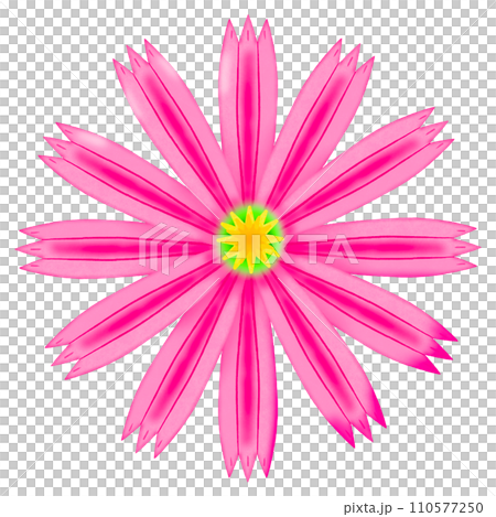 pink flower isolated on white background pink flower isolated on white background 110577250
