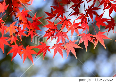 埼玉県川越市小仙波町　天台宗別格本山中院の釈迦堂横の紅葉モミジクローズアップと背景のボケ 110577332