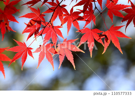 埼玉県川越市小仙波町 天台宗別格本山中院の釈迦堂横の紅葉モミジクローズアップと背景のボケ 埼玉県川越市小仙波町 天台宗別格本山中院の釈迦堂横の紅葉モミジクローズアップと背景のボケ 110577333