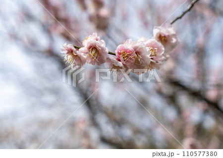 春を告げる梅の花 110577380