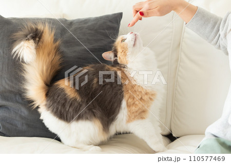 飼い主さんと遊ぶ猫 110577469