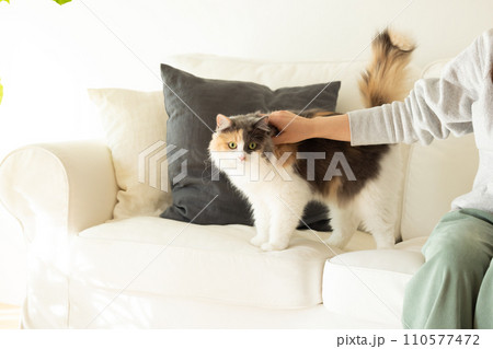 飼い主さんと遊ぶ猫 飼い主さんと遊ぶ猫 110577472