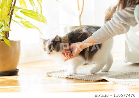 飼い主さんと遊ぶ猫 飼い主さんと遊ぶ猫 110577476