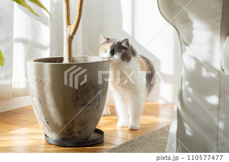 リビングでくつろぐねこ 110577477