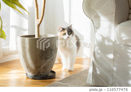 リビングでくつろぐねこ 110577478