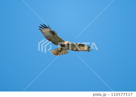 秋、岬を渡るノスリ01 110577517