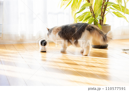 ペットカメラの近くを歩くお留守番中の猫 ペットカメラの近くを歩くお留守番中の猫 110577591