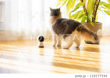 ペットカメラの近くを歩くお留守番中の猫 110577594