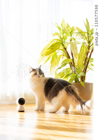 ペットカメラの近くを歩くお留守番中の猫 ペットカメラの近くを歩くお留守番中の猫 110577598