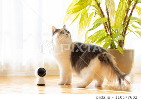 ペットカメラの近くを歩くお留守番中の猫 110577602