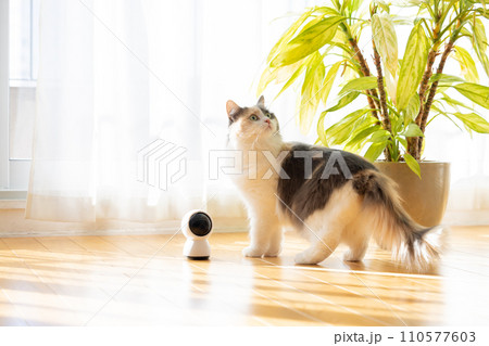 ペットカメラの近くを歩くお留守番中の猫 110577603