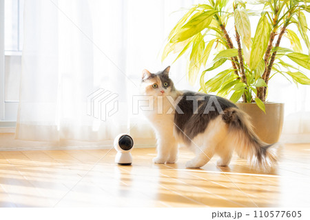 ペットカメラの近くを歩くお留守番中の猫 110577605