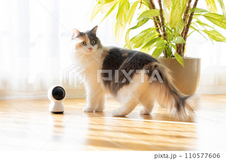 ペットカメラの近くを歩くお留守番中の猫 110577606