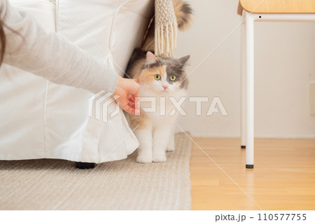 飼い主さんと遊ぶ猫 110577755