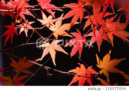 埼玉県川越市小仙波町　天台宗別格本山中院の釈迦堂横の紅葉モミジクローズアップ 110577834