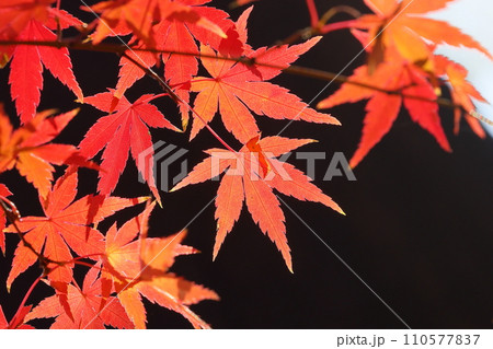 埼玉県川越市小仙波町　天台宗別格本山中院の釈迦堂横の紅葉モミジクローズアップ 110577837