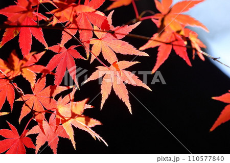 埼玉県川越市小仙波町 天台宗別格本山中院の釈迦堂横の紅葉モミジクローズアップ 埼玉県川越市小仙波町 天台宗別格本山中院の釈迦堂横の紅葉モミジクローズアップ 110577840
