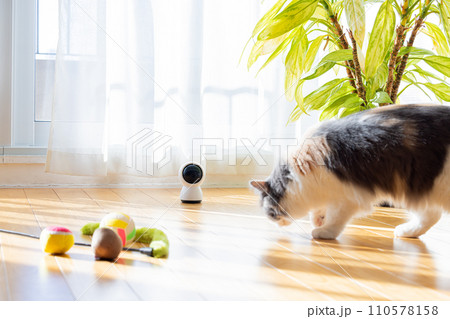 ペットカメラとお留守番中の猫 110578158