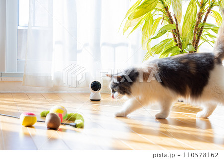 ペットカメラとお留守番中の猫 110578162