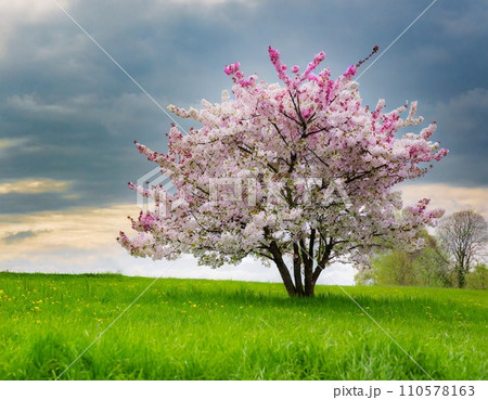 緑の芝生の上に咲くピンクの桜 緑の芝生の上に咲くピンクの桜 110578163