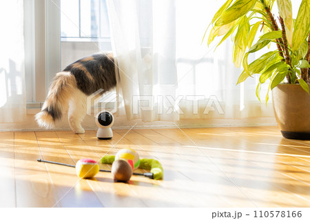 ペットカメラとお留守番中の猫 ペットカメラとお留守番中の猫 110578166