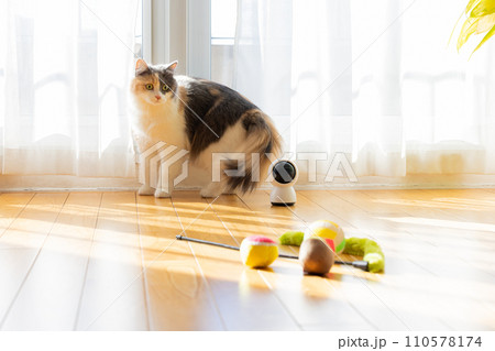 ペットカメラとお留守番中の猫 ペットカメラとお留守番中の猫 110578174