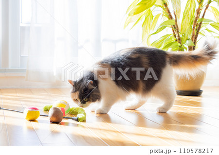 リビングで遊ぶ猫 110578217