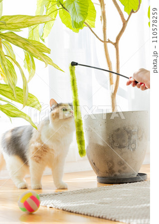 飼い主さんと遊ぶ猫 110578259
