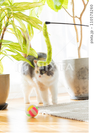 飼い主さんと遊ぶ猫 110578260