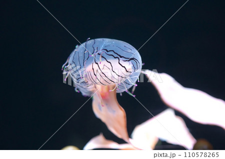 ハナガサクラゲ ハナガサクラゲ 110578265