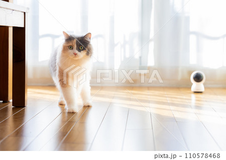 ペットカメラとお留守番中の猫 ペットカメラとお留守番中の猫 110578468