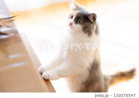 猫　スコティッシュフォールド 110578547