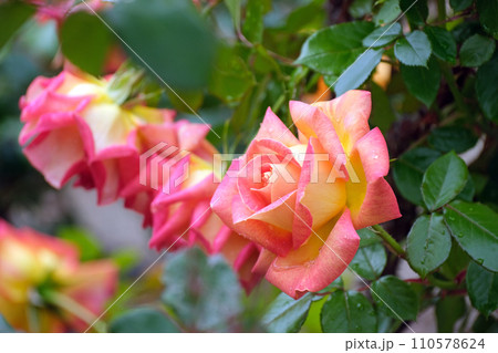 バラ　ピカデリー 110578624