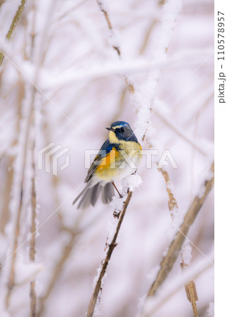 里の妖精　ルリビタキ 110578957